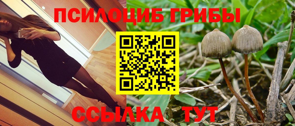 как найти закладки  Псилоцибиновые грибы Cubensis  Вход с VPN  Тосно  Псилоцибиновые грибы Psilocybine cubensis 